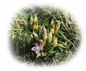 6. Kusthed och havsstrand, Stensjöstrand Artrik flora: klockgentiana, kustgentiana, låsbräken, spåtistel, brudbröd, vildlin, krussilja, blodnäva, tätört, granspira, strandfloka, sandmålla, bäckmärke,