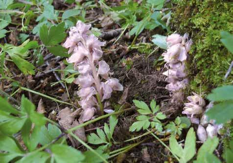 Ungefär 20 km från Falkenberg avtagsväg höger Naturreservat; följ lilla vägen så långt det är tillåtet för allmän trafik. Där finns parkeringsplats med informationstavla. N6300350 O1305352 7.