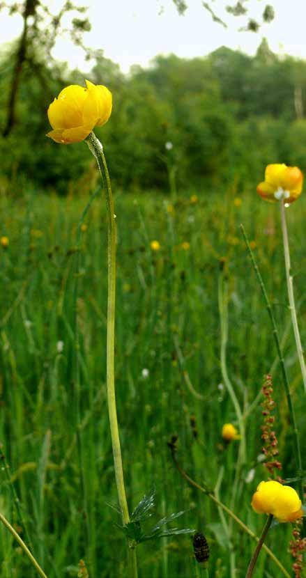 Smörbollar årets växt 2016 Årets växt utses av Svenska Botaniska Föreningen.
