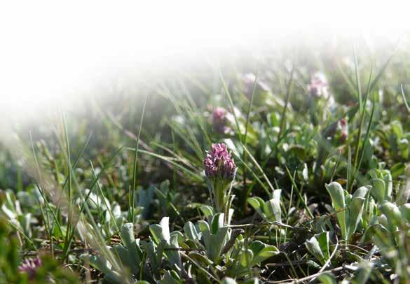 Floraväkteriet 2015 I mars genomfördes ett floraväktarmöte för alla våra halländska floraväktare i Halmstad.