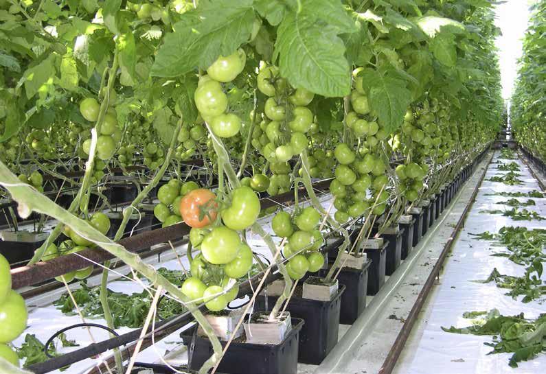 Tabell 5b.. Konventionell tomatodling, 10 000 m 2, runda tomater.