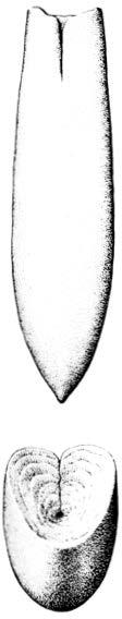 krokar. Kalkstenen lir från juraperioden och ungefär 200 miljoner år gammal. Fig. 7.