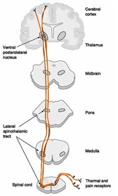 The Cartesian pain model René Descartes (lat.