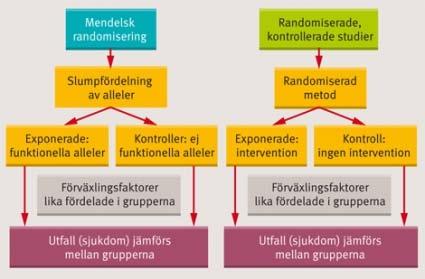 Mendels randomisering Utvärderingar av behandlingar som genomförs utan kontrollgrupp kommer på grund av regression mot medelvärdet ofta att visa positiva effekter vare sig