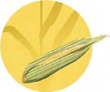 Majs BLADFLÄCKSVAMPAR De viktigaste förebyggande åtgärderna plöj efter majs odla inte majs efter majs låt inte grödan stå kvar i fält efter optimal skördetidpunkt välj mindre känslig sort Bekämpning