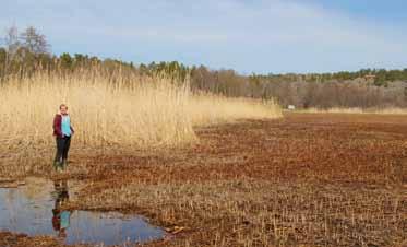 För att skynda på återhämtning av vegetation i grunda miljöer har restaureringsförsök med blåstång, borstnate och ålnate gjorts.