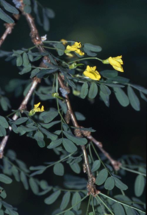 Sveriges äldsta exemplar av sibirisk ärtbuske Caragana arborescens finns på Lövsta, examinerad av Linné.