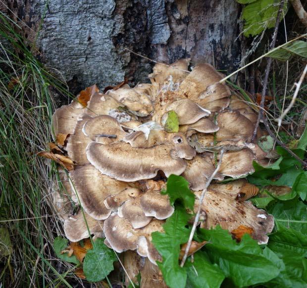 Eftersom så få svampar hittades kan vi inte uttala oss om de olika trädslagens betydelse för naturvårdsintressanta vedsvampar.