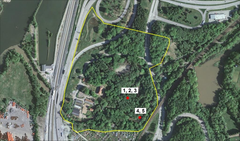 Prakttagging, Steccherinum robustius (VU), på naturlig låga av alm och rosenporing, Ceriporia excelsa (NT), på en nedfallen gren där trädslaget inte gick att avgöra.