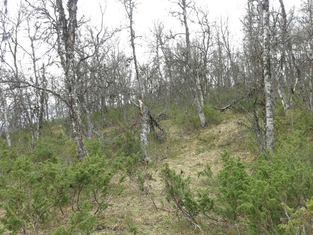 3. Fjällbjörkskog på sluttningar Foto 3. I området finns sluttningar med relativt gles äldre fjällbjörkskog.