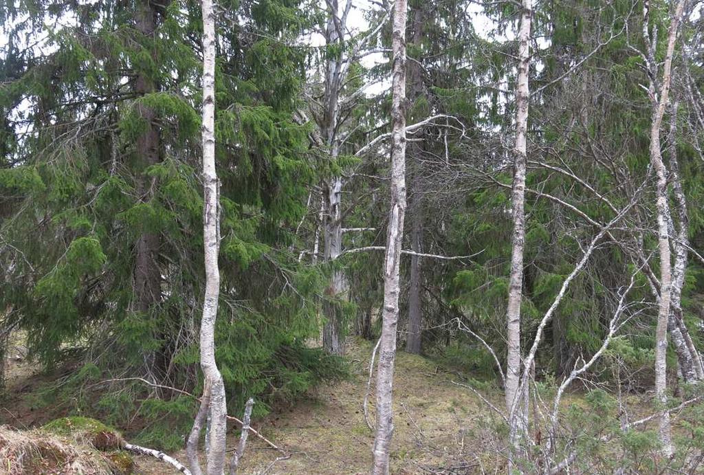 4. Barrskogen i söder Foto 4. I söder växer barrblandskog, fotot ger tyvärr inte en rättvis bild av områdets naturskogskvaliteter.