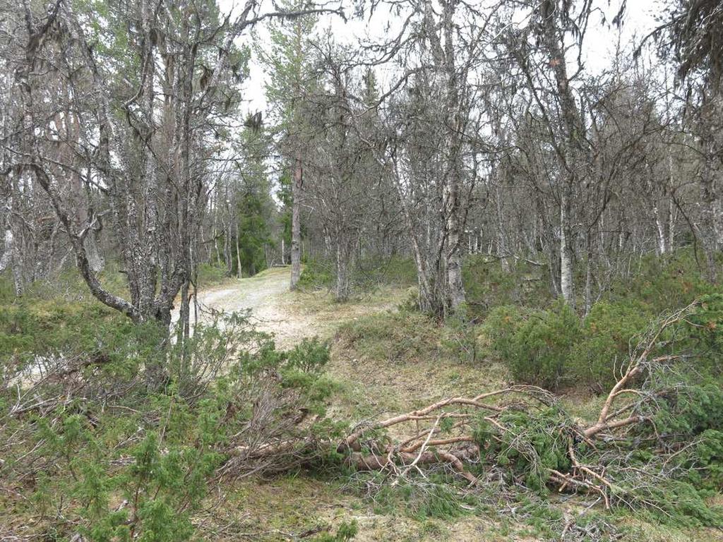5. Hedfjällbjörkskog Foto 5. En stor del av området domineras av fjällbjörkskog av hedtyp.