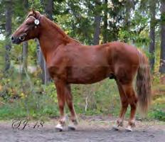 Jonsson Hingstar &