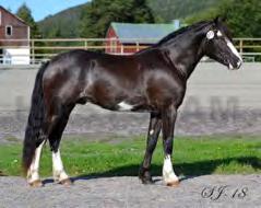 #13 Blixen Foto: 