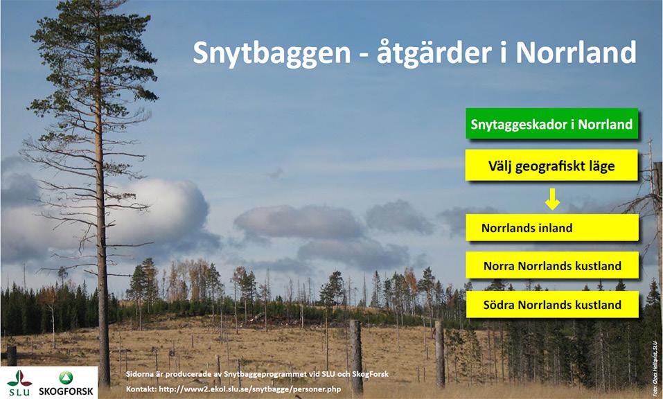 Om inga motåtgärder vidtas kan en stor andel av plantorna dö av angreppen. Snytbaggens skadegörelse kostar årligen hundratals miljoner kronor i Sverige.