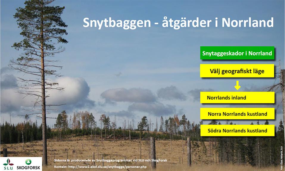 Om inga motåtgärder vidtas kan en stor andel av plantorna dö av angreppen. Snytbaggens skadegörelse kostar årligen hundratals miljoner kronor i Sverige.