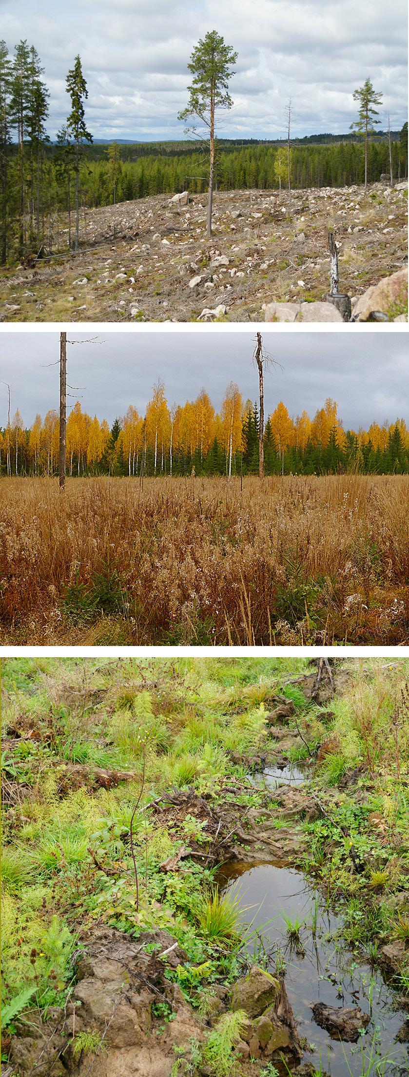 Även i Norrland kan snytbaggarna orsaka stora skador. Risken är störst i södra Norrlands kustland och den minskar inåt landet med ökad höjd över havet.