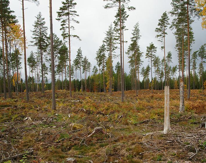 Nya typer av skydd kan förväntas framöver eftersom det finns ett intresse att sänka kostnaderna samt att få lämpliga skydd till alla planttyper.