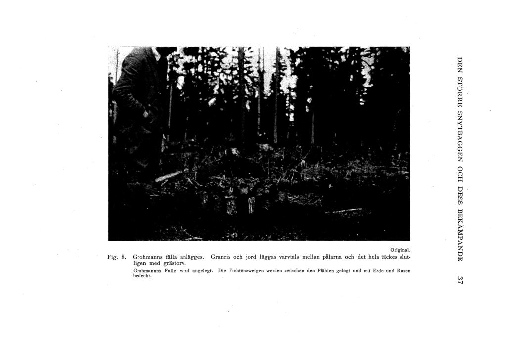 Fig. 8. Original. Grohmanus fälla anlägges. Granris och jord läggas varvtals mellan pålarna och det hela täckes slut-!igen med grästorv. Grohmannns Falle wird angelegt.