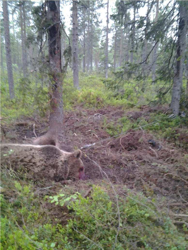 PM Björn 19 juni 2012, 2017-03-13 15:44 diarienr: 5000-K192188-17 PM 1 (3) 3 Datum 2017-02-20 Diarienr (åberopas) Polismyndigheten Polisregion Nord Grova Brott PO Västerbotten Veronica Halvarsson PM