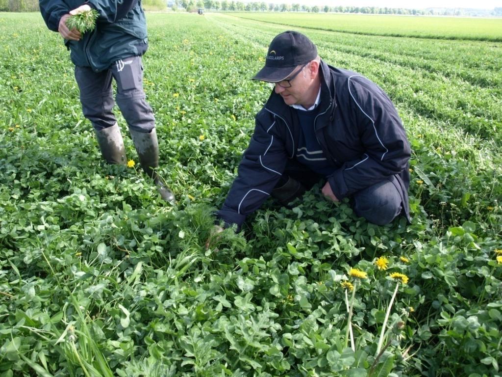 Andra ämnen som togs upp vid samtliga fältvandringar var: Effekterna av skadedjur som klöverspetsvivlar och åtgärder för att minska angreppen i ekologisk produktion diskuterades.