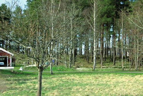 Skyddsskogar Områden med skog mellan bostadsområden och trafikerade vägar eller störande industriverksamhet skyddar ofta mot störningar.