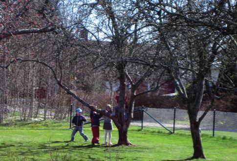 Trädgårdsterapi har börjat användas i rehabilitering av långtidssjuka och gröna skolgårdar gör att barnen kan koncentrera sig bättre och blir mindre aggressiva.
