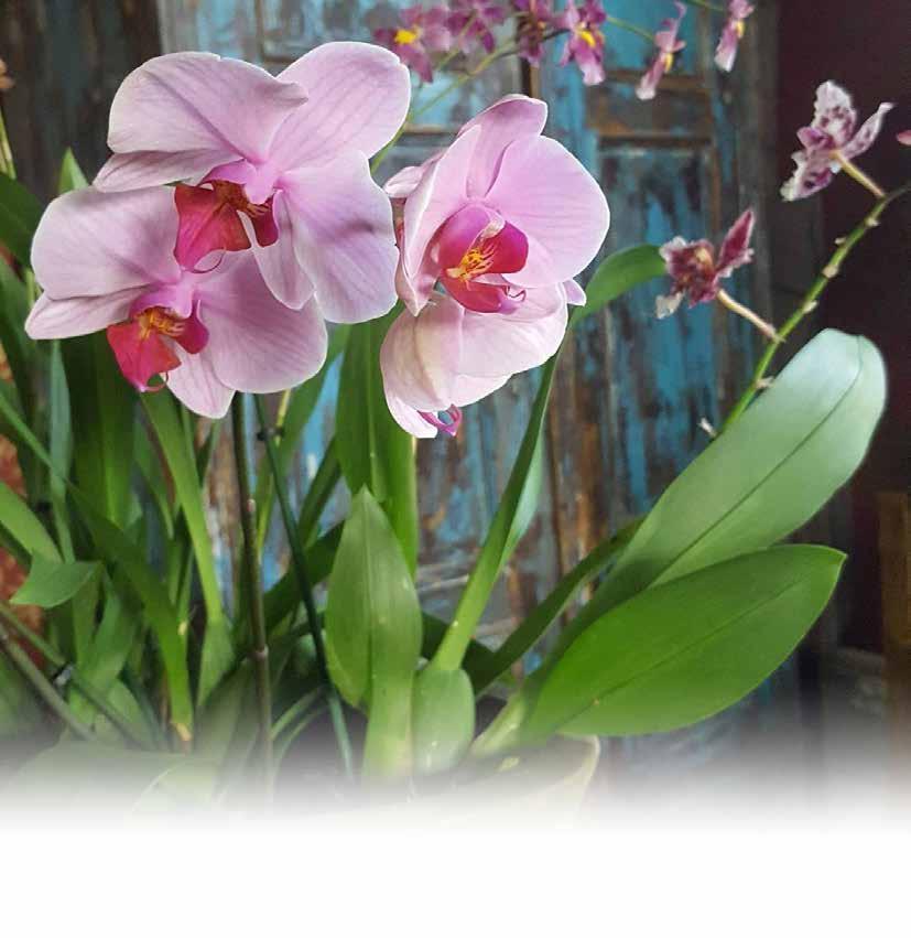 Växtnäring och gödning Drip Feeders Orchid Myst Orchid Myst