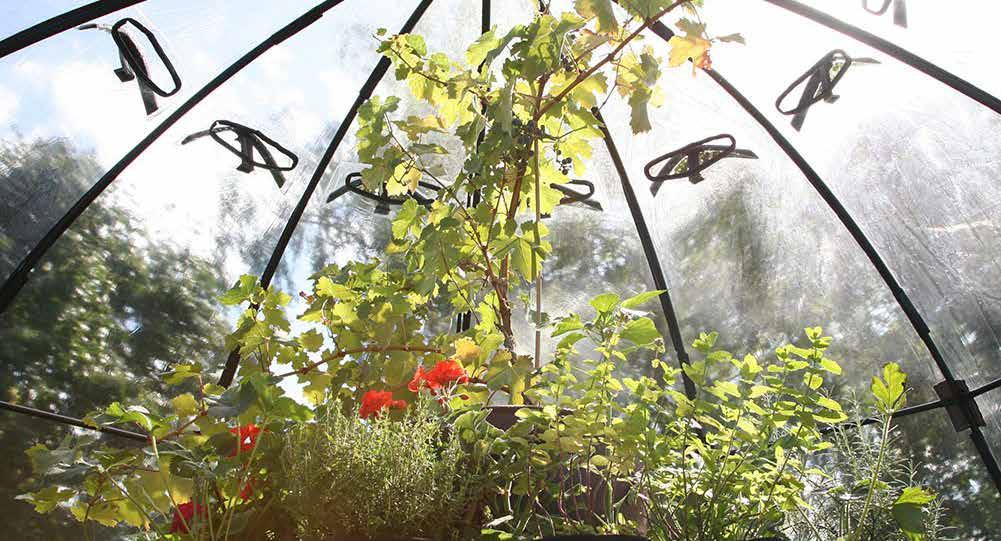 Uppfällbara växthus Odlingsklockor Sunbubble har blivit en stor succé tack vare sina många praktiska användningsområden.
