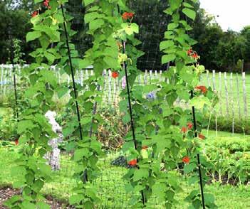 blompinnar eller bambukäppar. Cane Toppers är användbara både i köksträdgården och i blomsterrabatten. Finns i svart och olivgrön och passar till blompinnar med en dimension på 6-10 mm.