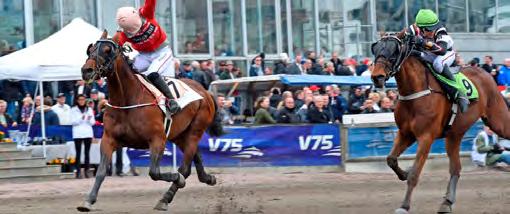 Candy Store 17. Västerbo Pumpkin 18. Staro Family 19. Chipping 20. Flash Oak 21. Felix V.M. 22. Valetta Strix 23. Tiptoe 24. Licence Holder 25.