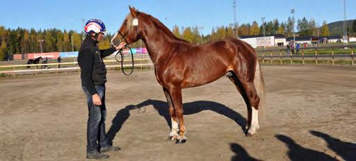 KLASSISKA KALLBLODSLOPP Myllkärrs Sune var tvåa i Svenskt Kallblodsderby och blev senare även avelsgodkänd. SVENSKT KALLBLODSDERBY Östersund 27 juli. Lätt bana. 1.400.000 kr. 2.140 m. Auto. 1. Mjölner Herkules* (NO) 24,6 700.