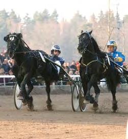 VINSTRIKASTE KALLBLODIGA AVELSHINGSTAR Svenskregistrerade avkommors starter i Sverige och utlandet samt utlandsregistrerade avkommors starter i Sverige.
