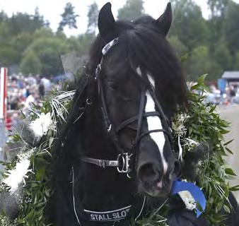 BETÄCKNINGSSIFFROR KALLBLOD Betäckningsstatistiken avser endast svenskregistrerade ston. Hingst i Sverige Antal betäckningar Bro Viking 25 B.W.