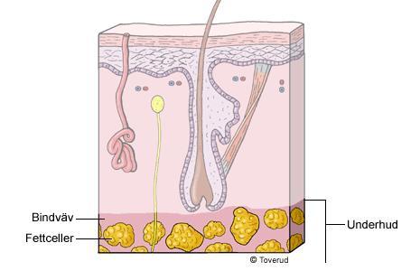 Underhuden Djupare ner i huden övergår läderhuden i underhuden. Det finns inte någon tydlig gräns mellan de här två hudlagren. Underhuden består av porös bindväv och många fettceller.