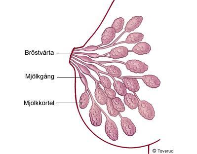 Bröstkörtlar I underhudsfettet i kvinnors bröst finns 15-20 mjölkkörtlar. Körtlarna har bildats från överhuden och mynnar på bröstvårtorna.