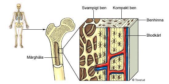 Skelettet liknar armerad betong Skelettet är uppbyggt av benvävnad, som är en typ av stödjevävnad.