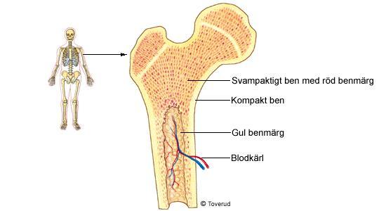 Inuti benen finns benmärg Benmärgen i den svampaktiga benvävnaden kan antingen vara gul eller röd. Den gula benmärgen innehåller mest fett. I den röda benmärgen bildas röda blodkroppar.