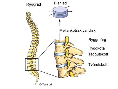 Ryggradens leder Kotorna ledar mot varandra med hjälp av mellankotsskivorna eller diskar, som fungerar som ett slags ledhuvud. Leden mellan kotorna kallas planled. Den tillåter bara små glidrörelser.