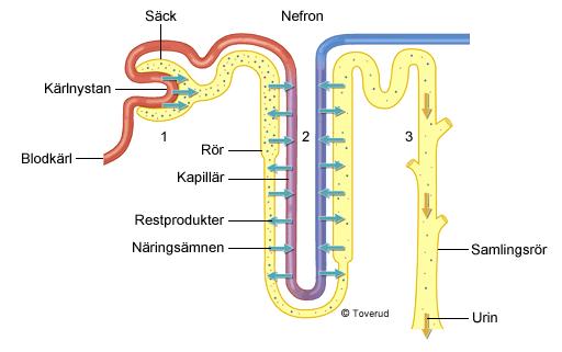 Nefronet renar blodet Den lilla del i njuren som renar blodet och bildar urin kallas nefron.