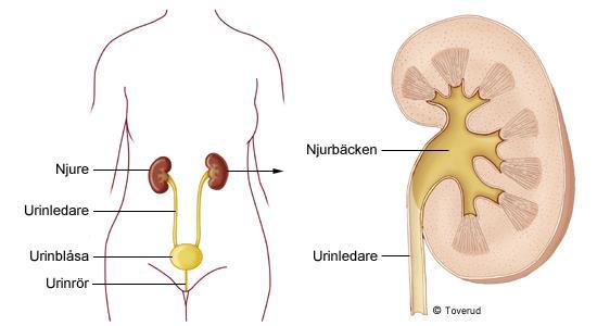 Urinvägarna Till urinvägarna räknas urinledarna urinblåsan urinröret Urinvägarna är invändigt klädda med en slemhinna som är