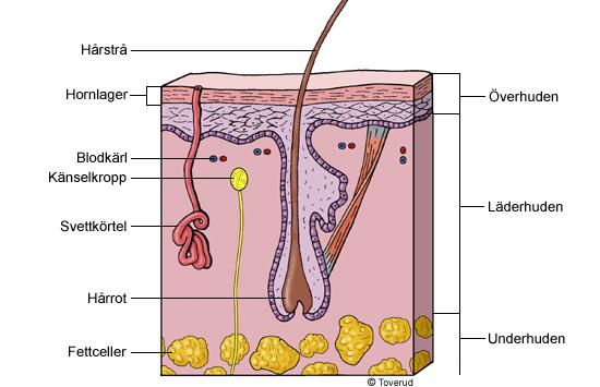 Hudens uppbyggnad Även om huden verkar väldigt tunn består den av flera lager av