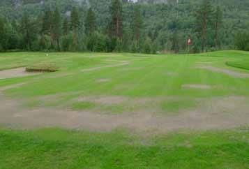 Bild 23. Ett typiskt mönster på en dåligt återetablerad green. Bilden är tagen i norra Norge i augusti. De svaga fläckarna kan relateras till slitage (ärevarvet) kombinerat med torka.