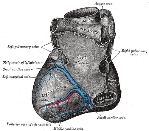 Sinus