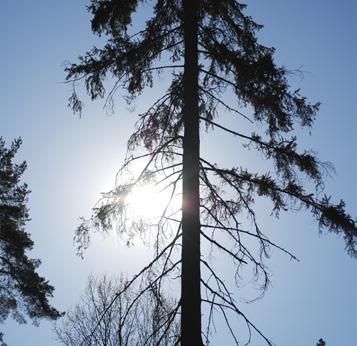 annat Stora Enso, Holmen, Korsnäs, Billerud samt sågverksföretagen i mellersta Sverige och på säljarsidan Sveaskog, Bergvik skog, Skogsägarföreningarna,