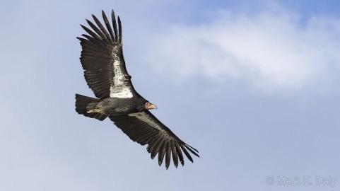 Sedan fortsätter vi till Elkhorn Slough National Estaurine Research Reserve som är ett tidvatten-område där floder möter