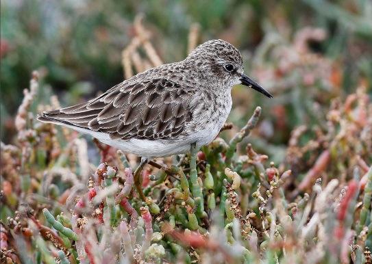 Övernattning i Santa Cruz. Vadare vid Elghorn-Slough Least sandpiper Havsutter Dag 5: (12 sept.
