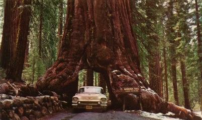 En nu levande redwood är 115 m högti Vanligen blir de 500-1000 år gamla men några har blivit mer än 2000 år.