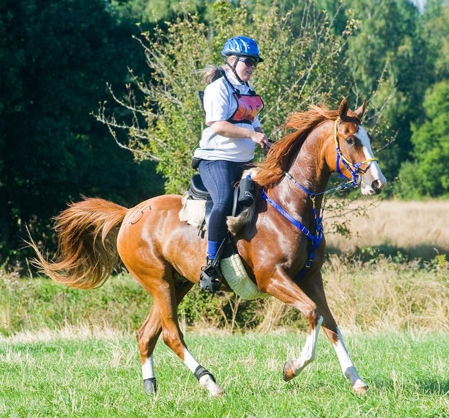 El Cobrah Gimmick (SE) El Sobra (SE) Ghazal (SE) Galadriel (SE) Elcatero (SE) Soza (SE) Valack, Arabiskt Fullblod, född 2010 Uppfödare: Camilla Norberg, Team Norberg Tfn.