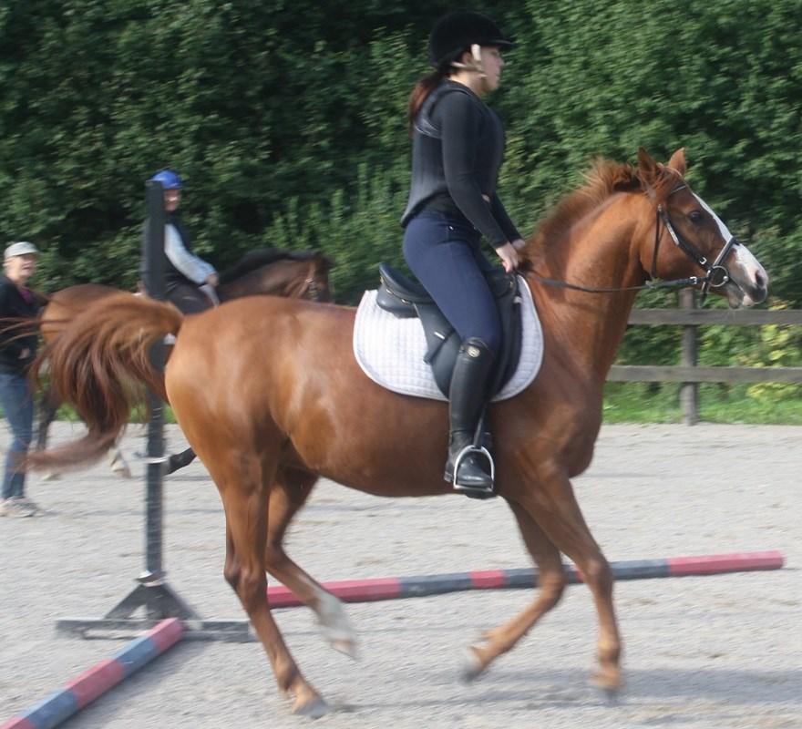 Crayosz Cross (SE) Beautiful Biscaya (SE) Granit (SE) Cosmetyca (SE) Dynamo (PL) Bellisima (SE) Valack, Arabiskt Fullblod, född 2009 Uppfödare: Sabina Rapp Tfn.